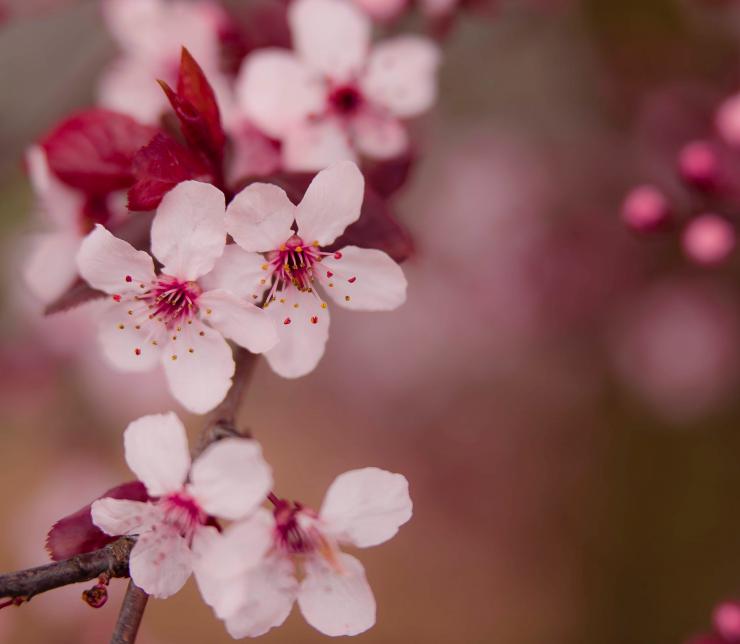 L'importanza di mangiare di stagione: la primavera con AMC